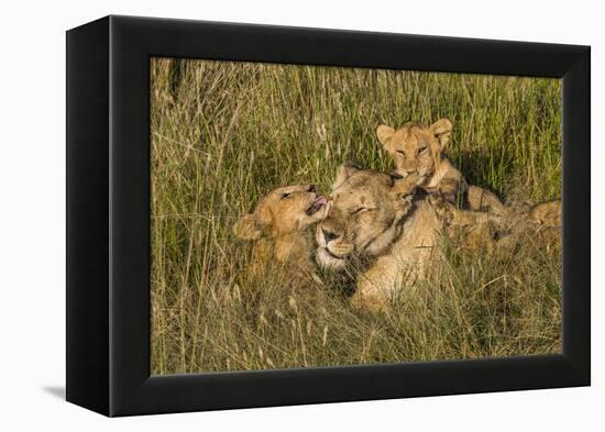 Africa, Kenya, Masai Mara National Reserve. African Lion female with cubs.-Emily Wilson-Framed Premier Image Canvas