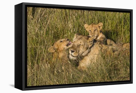 Africa, Kenya, Masai Mara National Reserve. African Lion female with cubs.-Emily Wilson-Framed Premier Image Canvas