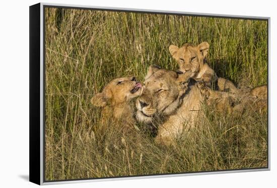 Africa, Kenya, Masai Mara National Reserve. African Lion female with cubs.-Emily Wilson-Framed Premier Image Canvas