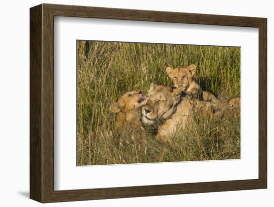 Africa, Kenya, Masai Mara National Reserve. African Lion female with cubs.-Emily Wilson-Framed Photographic Print