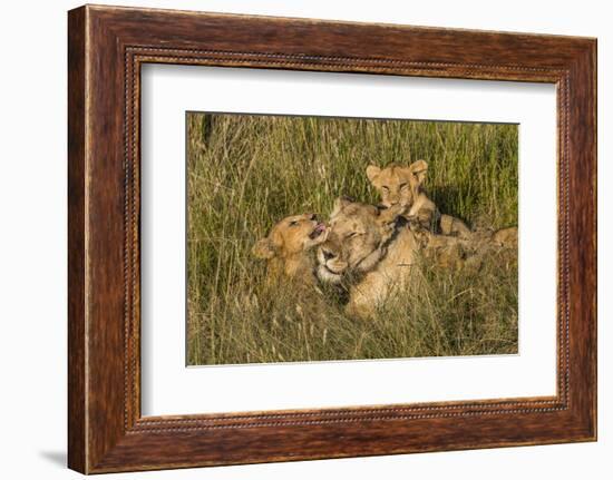 Africa, Kenya, Masai Mara National Reserve. African Lion female with cubs.-Emily Wilson-Framed Photographic Print