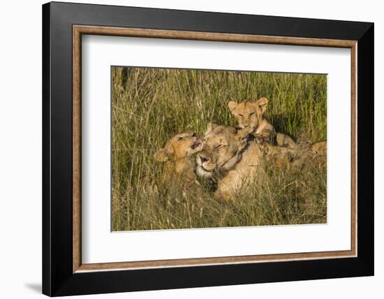 Africa, Kenya, Masai Mara National Reserve. African Lion female with cubs.-Emily Wilson-Framed Photographic Print