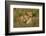 Africa, Kenya, Masai Mara National Reserve. African Lion female with cubs.-Emily Wilson-Framed Photographic Print