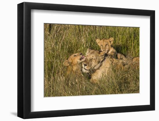 Africa, Kenya, Masai Mara National Reserve. African Lion female with cubs.-Emily Wilson-Framed Photographic Print