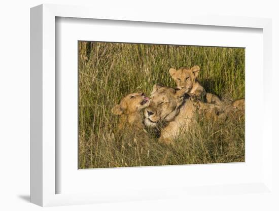 Africa, Kenya, Masai Mara National Reserve. African Lion female with cubs.-Emily Wilson-Framed Photographic Print