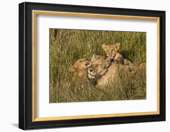 Africa, Kenya, Masai Mara National Reserve. African Lion female with cubs.-Emily Wilson-Framed Photographic Print