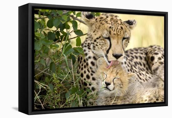 Africa, Kenya, Masai Mara National Reserve. Cheetah mother licking cub.-Jaynes Gallery-Framed Premier Image Canvas