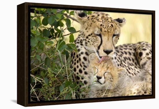 Africa, Kenya, Masai Mara National Reserve. Cheetah mother licking cub.-Jaynes Gallery-Framed Premier Image Canvas