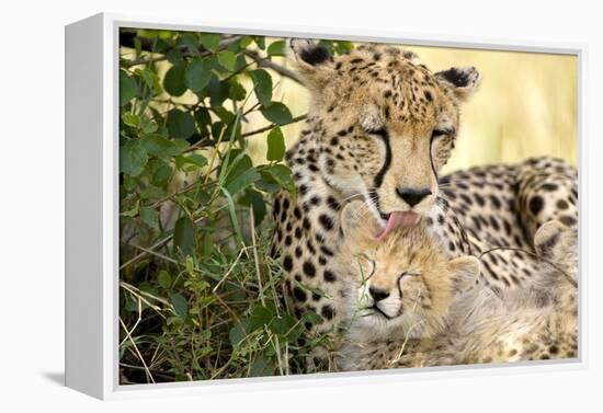 Africa, Kenya, Masai Mara National Reserve. Cheetah mother licking cub.-Jaynes Gallery-Framed Premier Image Canvas