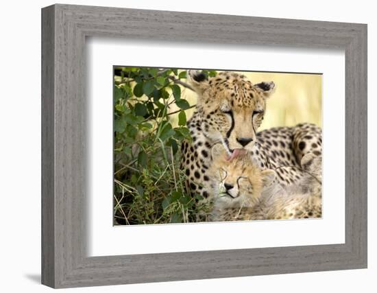 Africa, Kenya, Masai Mara National Reserve. Cheetah mother licking cub.-Jaynes Gallery-Framed Photographic Print