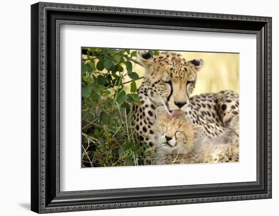 Africa, Kenya, Masai Mara National Reserve. Cheetah mother licking cub.-Jaynes Gallery-Framed Photographic Print