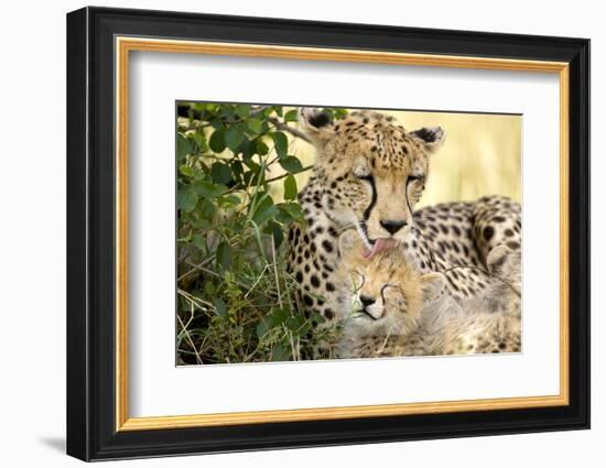 Africa, Kenya, Masai Mara National Reserve. Cheetah mother licking cub.-Jaynes Gallery-Framed Photographic Print