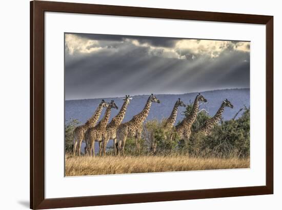 Africa, Kenya, Masai Mara National Reserve. Group of giraffes and stormy sky.-Jaynes Gallery-Framed Photographic Print