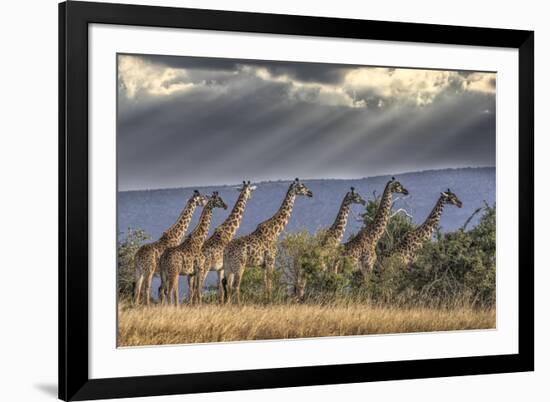 Africa, Kenya, Masai Mara National Reserve. Group of giraffes and stormy sky.-Jaynes Gallery-Framed Photographic Print