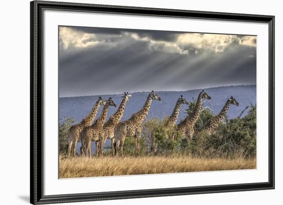 Africa, Kenya, Masai Mara National Reserve. Group of giraffes and stormy sky.-Jaynes Gallery-Framed Photographic Print