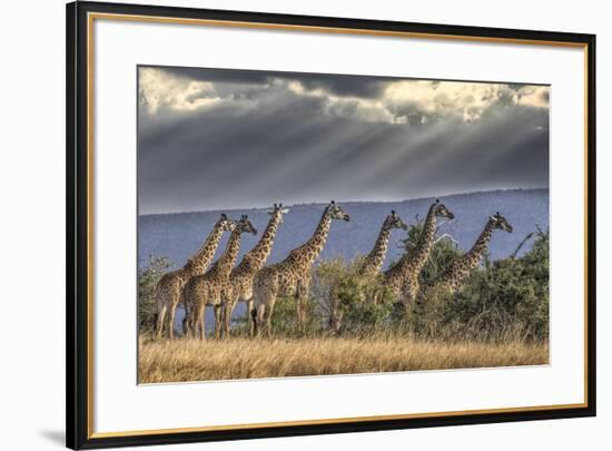 Africa, Kenya, Masai Mara National Reserve. Group of giraffes and stormy sky.-Jaynes Gallery-Framed Photographic Print