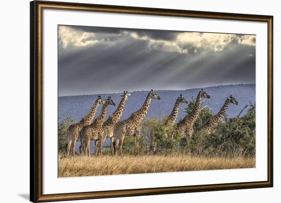 Africa, Kenya, Masai Mara National Reserve. Group of giraffes and stormy sky.-Jaynes Gallery-Framed Photographic Print