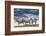 Africa, Kenya, Masai Mara National Reserve. Group of zebras on ridge.-Jaynes Gallery-Framed Photographic Print