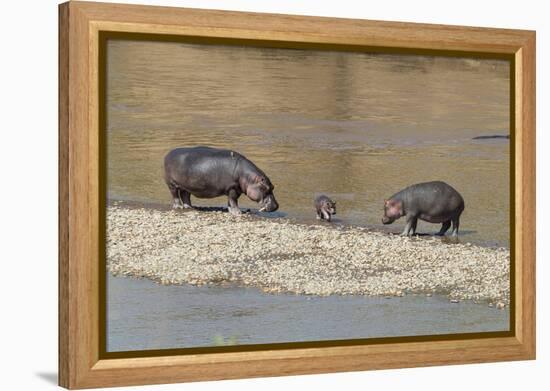 Africa, Kenya, Masai Mara National Reserve, Mara River. Hippopotamus Mother, father and baby.-Emily Wilson-Framed Premier Image Canvas