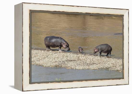 Africa, Kenya, Masai Mara National Reserve, Mara River. Hippopotamus Mother, father and baby.-Emily Wilson-Framed Premier Image Canvas