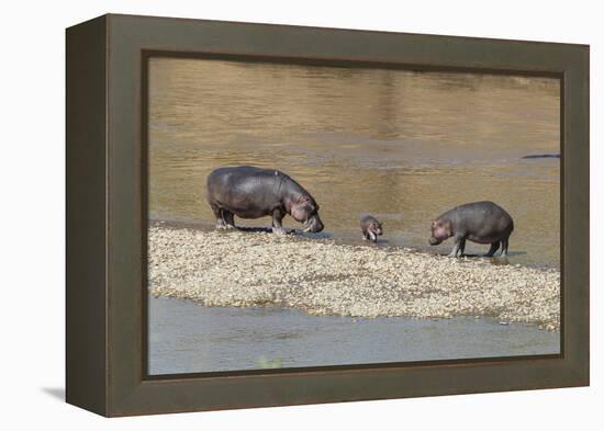 Africa, Kenya, Masai Mara National Reserve, Mara River. Hippopotamus Mother, father and baby.-Emily Wilson-Framed Premier Image Canvas