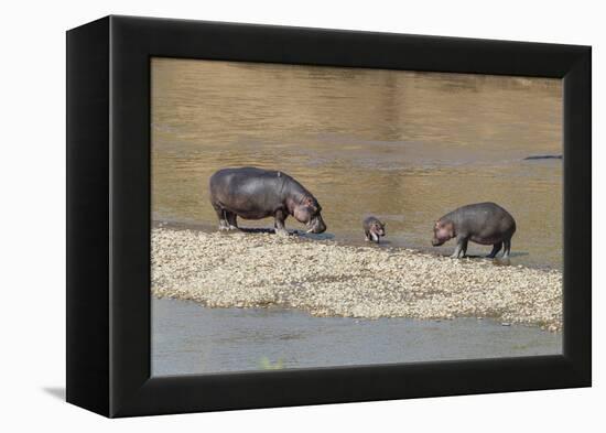 Africa, Kenya, Masai Mara National Reserve, Mara River. Hippopotamus Mother, father and baby.-Emily Wilson-Framed Premier Image Canvas