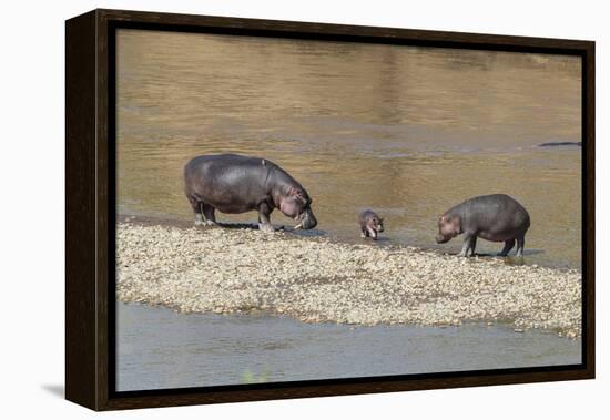 Africa, Kenya, Masai Mara National Reserve, Mara River. Hippopotamus Mother, father and baby.-Emily Wilson-Framed Premier Image Canvas