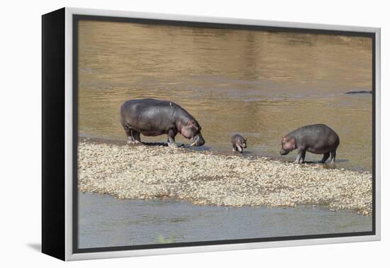 Africa, Kenya, Masai Mara National Reserve, Mara River. Hippopotamus Mother, father and baby.-Emily Wilson-Framed Premier Image Canvas