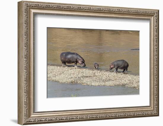 Africa, Kenya, Masai Mara National Reserve, Mara River. Hippopotamus Mother, father and baby.-Emily Wilson-Framed Photographic Print