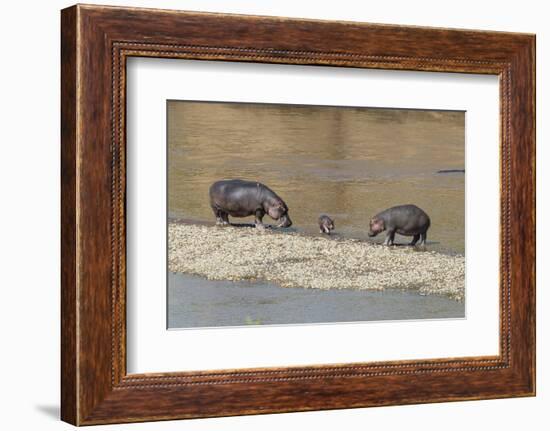 Africa, Kenya, Masai Mara National Reserve, Mara River. Hippopotamus Mother, father and baby.-Emily Wilson-Framed Photographic Print