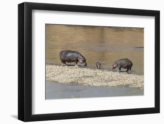 Africa, Kenya, Masai Mara National Reserve, Mara River. Hippopotamus Mother, father and baby.-Emily Wilson-Framed Photographic Print