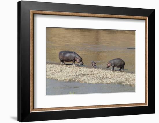 Africa, Kenya, Masai Mara National Reserve, Mara River. Hippopotamus Mother, father and baby.-Emily Wilson-Framed Photographic Print