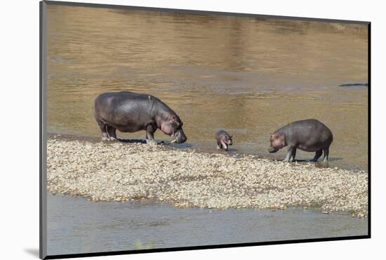 Africa, Kenya, Masai Mara National Reserve, Mara River. Hippopotamus Mother, father and baby.-Emily Wilson-Mounted Photographic Print