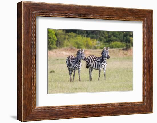 Africa, Kenya, Masai Mara National Reserve. Plains Zebra, Equus quagga.-Emily Wilson-Framed Photographic Print