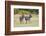 Africa, Kenya, Masai Mara National Reserve. Plains Zebra, Equus quagga.-Emily Wilson-Framed Photographic Print