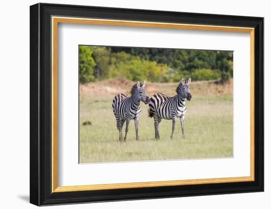 Africa, Kenya, Masai Mara National Reserve. Plains Zebra, Equus quagga.-Emily Wilson-Framed Photographic Print