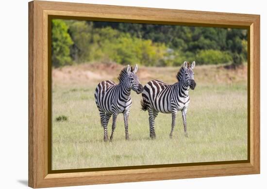 Africa, Kenya, Masai Mara National Reserve. Plains Zebra, Equus quagga.-Emily Wilson-Framed Premier Image Canvas