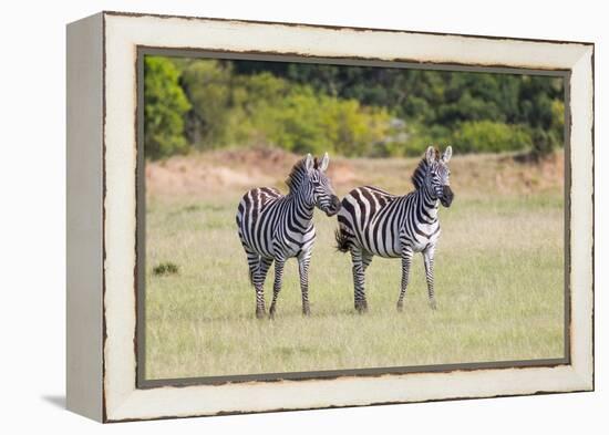 Africa, Kenya, Masai Mara National Reserve. Plains Zebra, Equus quagga.-Emily Wilson-Framed Premier Image Canvas