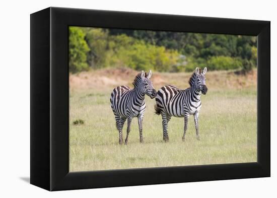Africa, Kenya, Masai Mara National Reserve. Plains Zebra, Equus quagga.-Emily Wilson-Framed Premier Image Canvas