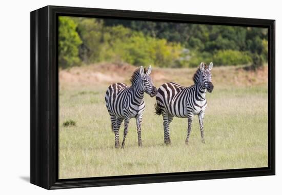 Africa, Kenya, Masai Mara National Reserve. Plains Zebra, Equus quagga.-Emily Wilson-Framed Premier Image Canvas