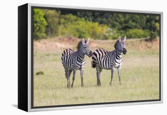 Africa, Kenya, Masai Mara National Reserve. Plains Zebra, Equus quagga.-Emily Wilson-Framed Premier Image Canvas