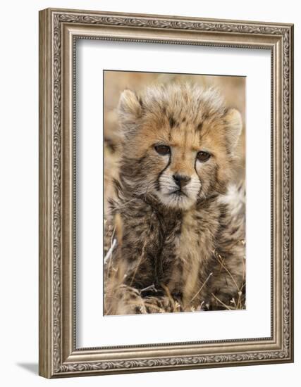 Africa, Kenya, Masai Mara National Reserve. Portrait of cheetah cub.-Jaynes Gallery-Framed Photographic Print