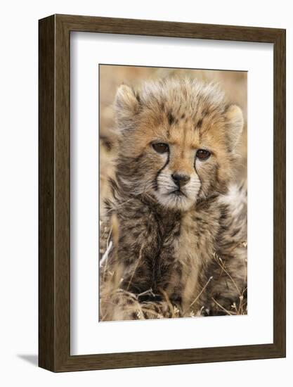 Africa, Kenya, Masai Mara National Reserve. Portrait of cheetah cub.-Jaynes Gallery-Framed Photographic Print