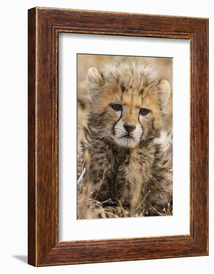 Africa, Kenya, Masai Mara National Reserve. Portrait of cheetah cub.-Jaynes Gallery-Framed Photographic Print