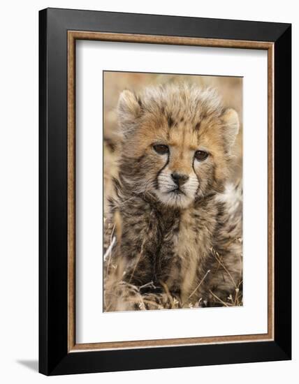 Africa, Kenya, Masai Mara National Reserve. Portrait of cheetah cub.-Jaynes Gallery-Framed Photographic Print