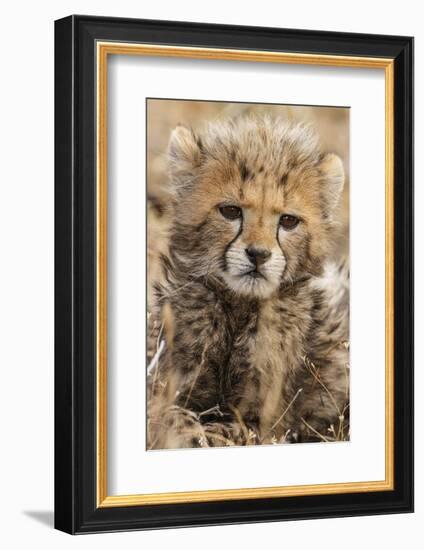 Africa, Kenya, Masai Mara National Reserve. Portrait of cheetah cub.-Jaynes Gallery-Framed Photographic Print