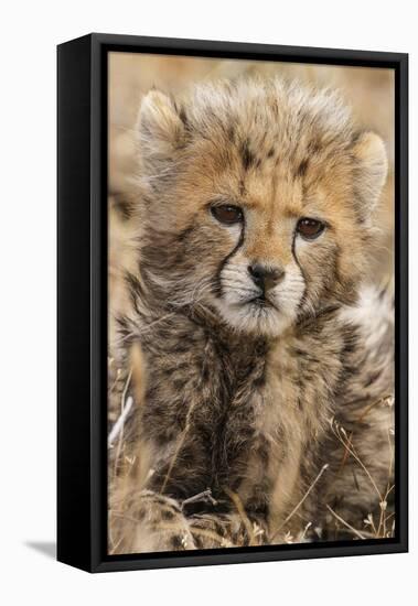 Africa, Kenya, Masai Mara National Reserve. Portrait of cheetah cub.-Jaynes Gallery-Framed Premier Image Canvas