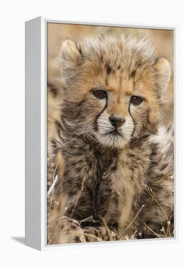 Africa, Kenya, Masai Mara National Reserve. Portrait of cheetah cub.-Jaynes Gallery-Framed Premier Image Canvas