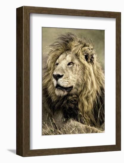 Africa, Kenya, Masai Mara National Reserve. Portrait of old male lion.-Jaynes Gallery-Framed Photographic Print
