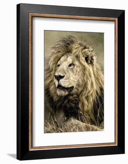 Africa, Kenya, Masai Mara National Reserve. Portrait of old male lion.-Jaynes Gallery-Framed Photographic Print